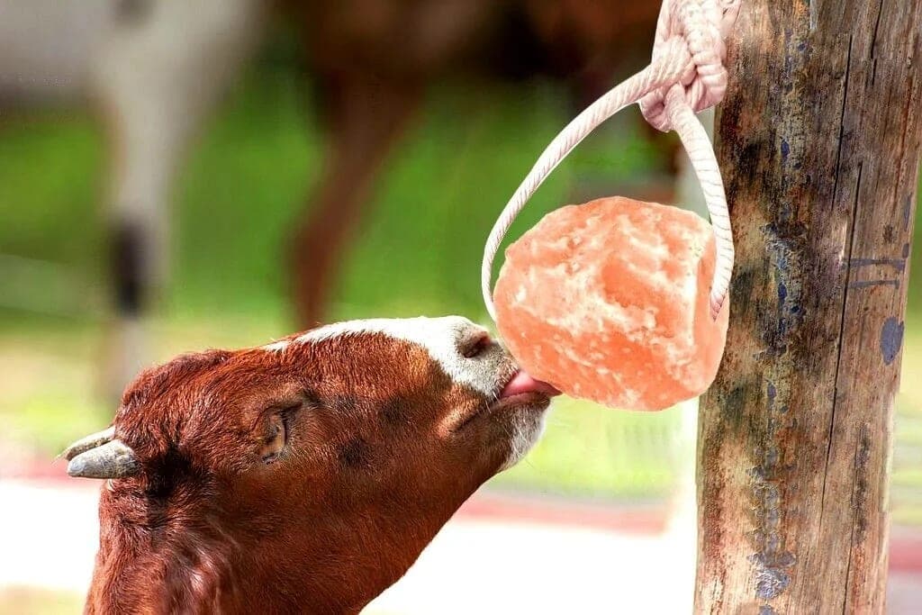 Animal Lick Salt, Aflah Himalayan salt
